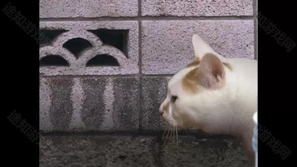 翌日猫之怪奇谭