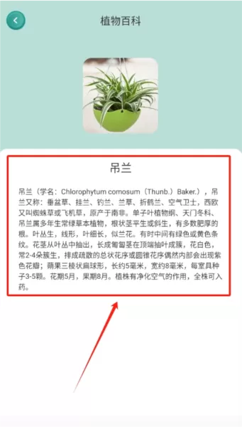 小黄养花