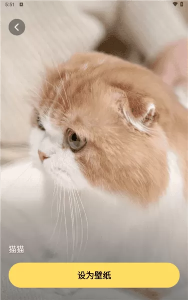 萌趣壁纸