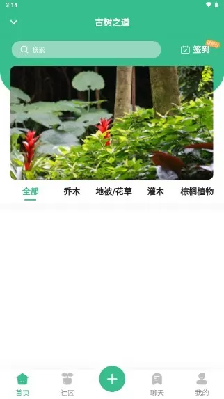 小植物