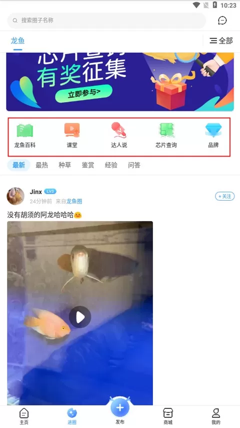 龙巅