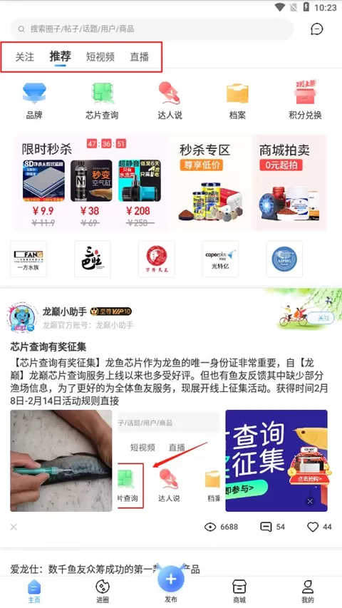 龙巅