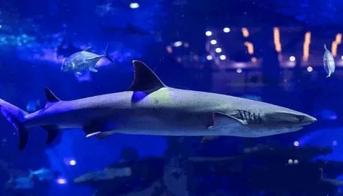 海洋生存挑战内置菜单版