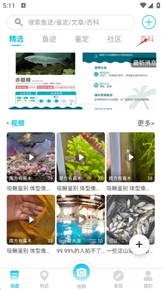 看鱼